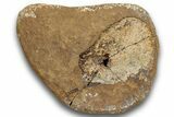 Fossil Dinosaur Phalanx (Toe) Bone - Montana #246233-3